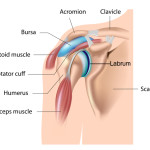 Torn Labrum Shoulder – The Symptoms and Treatment
